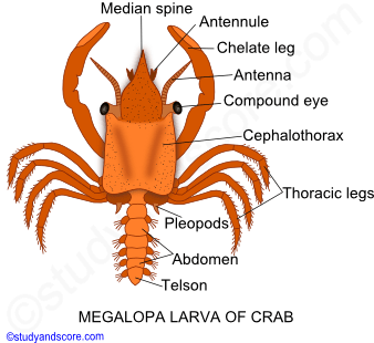 Crustaceae larvae, Nauplius larva, Metanauplius larva, Cypris larva, Protozoaea larva, Zoaea larva, Mysis larva, Megalopa larva, Phyllosoma larva, Alima larva